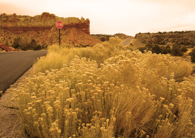 Who needs an EIN and what is it for?