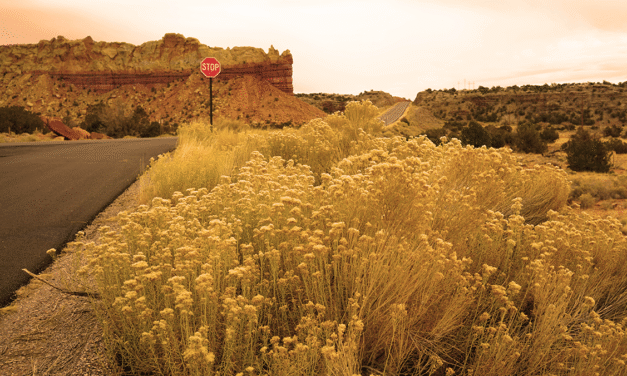 Who needs an EIN and what is it for?