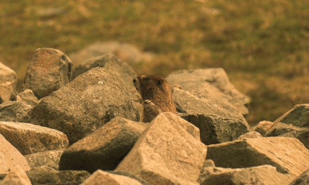 Why general partnerships are so risky