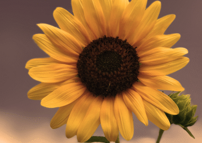 5 Big-Name Cooperative Businesses