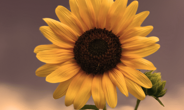 5 Big-Name Cooperative Businesses