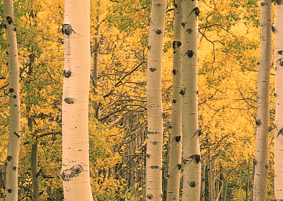 What does S Corp and C Corp Mean?