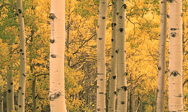 What does S Corp and C Corp Mean?