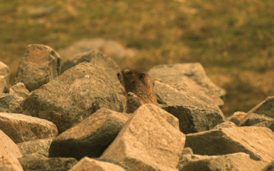 How to start a nonprofit—a basic overview