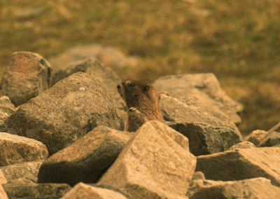 How to start a nonprofit—a basic overview