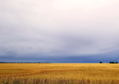 Can LLCs be nonprofits?